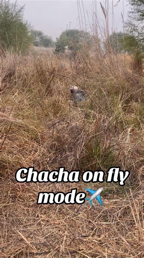 😂🤣🤣🤪🤣aeroplane mode #funny #meme #funnyvideo #ytshorts