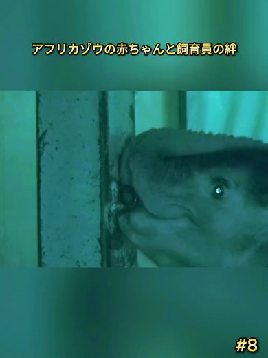 アフリカゾウひめちゃんの不思議な冒険