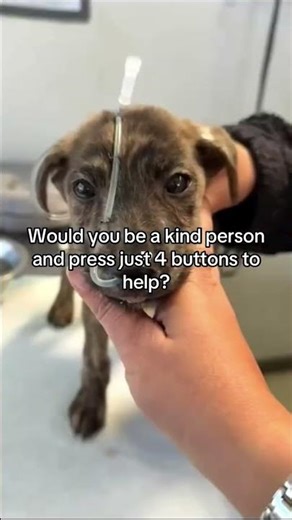 Update:Little Warriors Who Don’t Give Up💔Two of th rescued babies are fighting painful#usa#uk#canada