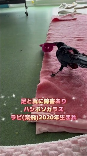 スリッパ強奪カラスのラビ♪仰向けで寝るカラスのクッピ寝室紹介♪BGMキジバト、ギンバト 2026/9/10撮影 #カラスのクッピ #カラス #birds #癒し #かわいい