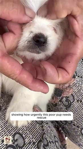 “Saving a Puppy from Severe Flea Infestation | Thick Fur Makes Rescue Difficult”