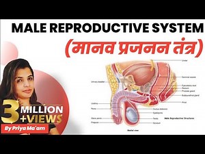 Male Reproductive System |Biology Crash Course/General Science for Competitive Exams/gs by Priya Mam