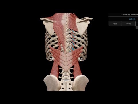 Muscular System Speedrun - Visible Body Atlas