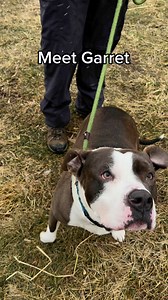 Meet Garret! 🐾 This adorable and unique companion is ready to find his forever home. Garret might hit it off with other dogs, but new friendships can make him a bit unsure. 🐶 While his interactions with cats are unknown, there's a chance he could coexist peacefully with them.This sweet and sensitive soul can be a bit nervous in new situations, so a gentle approach is the way to go. 🌈 Garret shows promising signs of potentially being housebroken from his time as a stray. He's on the lookout fo