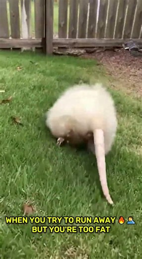 Funniest Animal Escape Attempt Ever! 🐀🤣