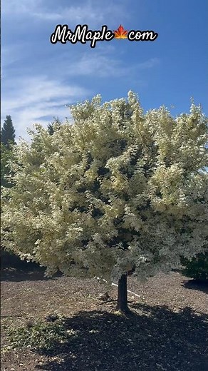 The big Acer campestre 'Carnival' White Variegated Maple MrMaple.com
