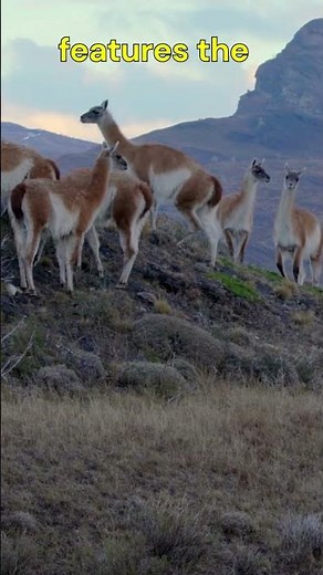 Torres del Paine, Chile | Patagonia, Granite Towers, W Trek, Glaciers, Wild Nature