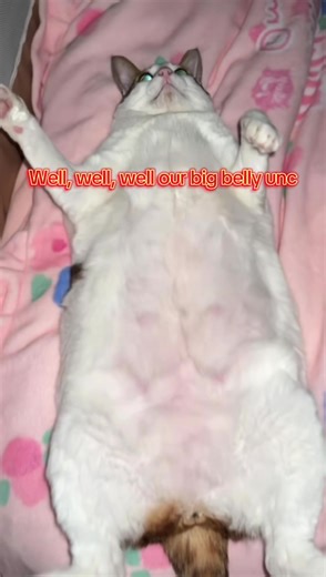 Big Belly Unc: The Ultimate Showcase