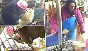 HORRIFIC scenes of animal abuse at Halal slaughterhouse