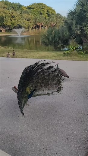 Florida life outdoors camping dirt roads parks and wildlife trails beaches springs and sun #peacock