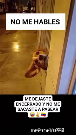 #humor🤪 | Andris Mota