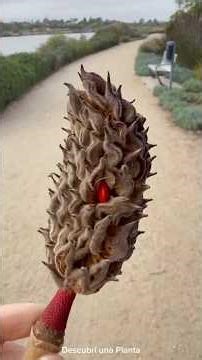 ¡Qué emoción! 🌱 Encontré una vaina de magnolia