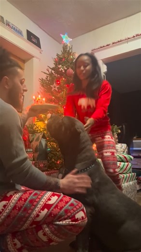 Upstate Cane Corso on Instagram: "Happy 6th Birthday Eeyore ❤️❤️ I haven't really told anybody but she was retired early due to a Non cancerous Mammary Tumor ,Unfortunately females who aren't spayed are at risk so this could happen to anybody , I'm not like some breeders I won't just get rid of a dog because she isn't producing ; These dogs are my life and I love them like my kids . You were my first Keeper off the legendary athena🕊️🤞🏼 #upstatecanecorso #canecorso #puppy #dogs #happybirthday"