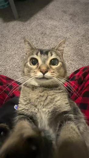 BREEZE #fyp #cat | cat