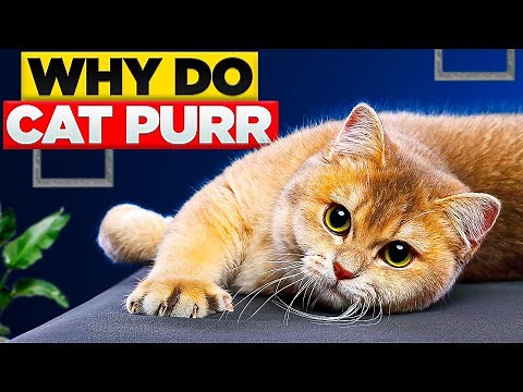 How (And Why) Do Cats Purr?