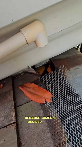 Challenging Beehive Removal From a Roof Packed With Honey