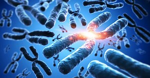 Homme et singe : ce que disent les chromosomes