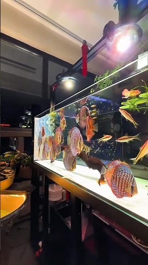 Amazing crystal clear freshwater discus tank 😍❤️