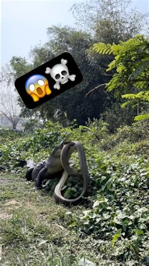 Python 😱☠️#PythonVsCrocodile#WildlifeBattle#NaturePredators#AnimalKingdom#WildlifeFacts