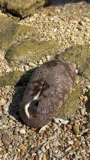 You Won’t Believe What’s Inside This Sea Creature! 😲