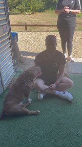 2M views · 10K reactions | This can cause serious problems #dogs | Southend Dog Training | Facebook