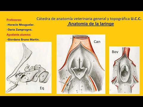 Anatomía descriptiva de la laringe; utilizando como modelo la laringe equina.