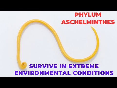 The Science of Ascaris Lumbricoides: Classification and Characteristics