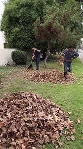 951K views · 10K reactions | Seagulls will stop at nothing - - Best Zach King Tricks - Compilation #25 | FL Entertainment | Facebook