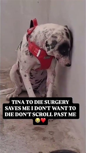 Tina Needs Surgery to Live Please Don’t Scroll Past#usa #uk #canada #germany #sad #rescuedog #donate