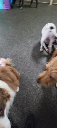 1.2K views · 17 reactions | Friday morning vibes! | K9 Zone | Facebook