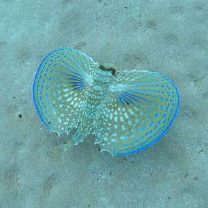 106K views · 2.5K reactions | This beautiful fish looks just like a butterfly  | In The Know | Facebook