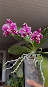 弥陀钻石“白蟒”P.Mituo Diamond White Python