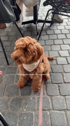 Fun Dog Tricks for Blueberry Lovers