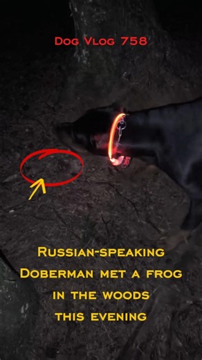 Doberman barking at frog | Dobbie Tony Thursdays Vlog #dogwalkinglife #dogandfrog #doberman