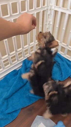 Beautiful male and female teacup Yorkie ready for adoption #yorkielover #yorkiepupies #yorkiefoster#yorkierescue #yorkshireterrier #yorkie #york #yorkielove #westyorkshire #yorkies #yorkielife #terrier #yorkshiredales #yorkiecute #yorkiepuppy #yorkielove #yorkiesofinstagram #yorkiesofig #yorkiesofficial #yorkieoftheday | Anthony Williams | Facebook