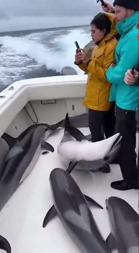 Dolphins Jumping Aboard to Survive.