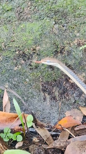 🐍 snake & ladder | Arun Lukose