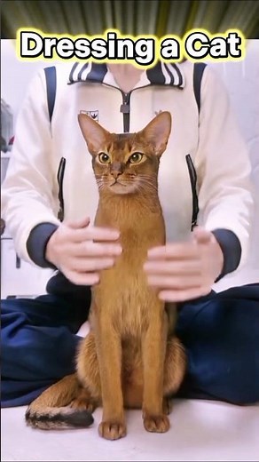 Dressing up a cat. #cat #cats #shorts