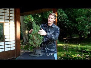 Do this with your Christmas tree - Turn it into a Bonsai!