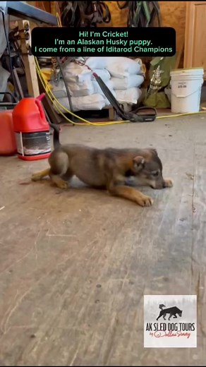 72K views · 2.7K reactions | Hi  I’m Cricket, an Alaskan husky puppy, and here’s my story! ❤️ #alaska #puppylove #alaskanhuskies | Dallas Seavey | Facebook