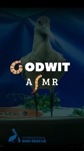 Sound ON 🔉For #WorldShorebirdsDay, feast your ears on this #ASMR moment: a Marbled Godwit in care enjoying a specially prepared platter of its favorite treats. Staff and volunteers serve up small pieces of Night Smelt, krill, and mealworms to make mealtime extra tasty 🍤🐟🪱 📷 Kadi Erickson | International Bird Rescue