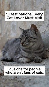 ✈️ Calling all cat lovers! Here’s 5 must-visit destinations where felines rule the streets. You can even visit @depoezenboot.amsterdam, the famous cat boat in Amsterdam, or say hello to the cats at @gattiditorreargentina in Rome. And if you're not a cat person, we've got a surprise destination just for you at the end!  Where's your dream kitty-themed getaway? Drop a  in the comments! #catsofinstagram #cats #catlife #travel | Thomas Cook | Facebook