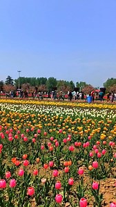 1.8M views · 149K reactions | Tulip Garden  | Nature Beauties | Facebook