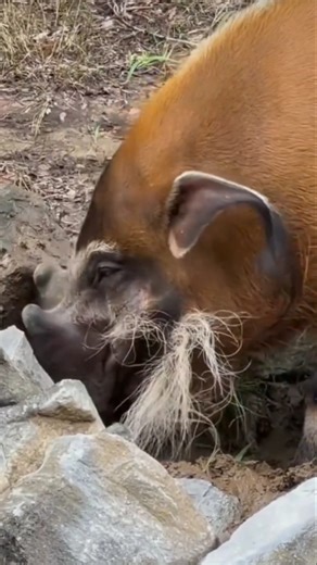 Red River Hog — Wild Forest Forager