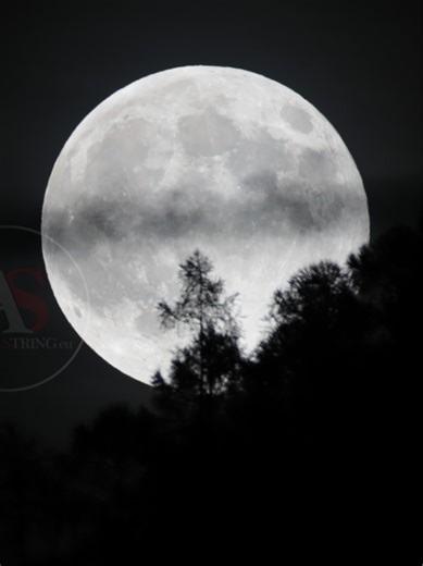 The full moon, also known as 'Beaver Moon', rises behind trees in the Bernstol Valley in the Dolomites mountains in Italy on November 5, 2025. Pierre Teyssot / Agence String © #BeaverMoon #astronomy #satellite #agencestring #moontok