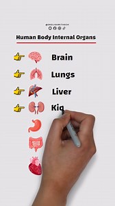 Human Body Internal Organs! #english #education #vocabulary | English with sch