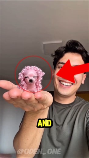 three types of Chihuahua 🥰🐕 #gugugaga