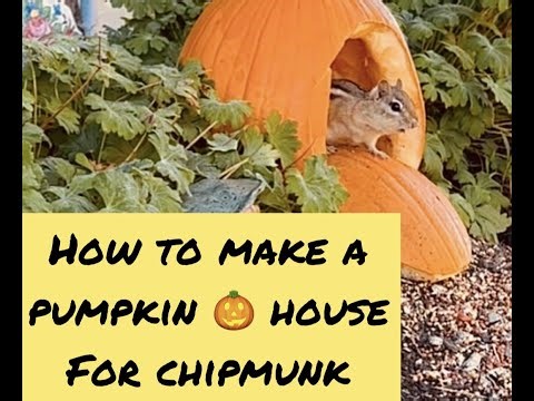 How to make a chipmunk pumpkin house