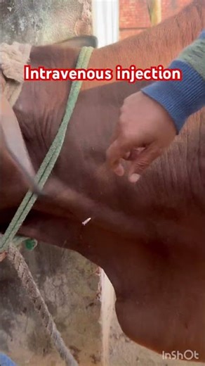 Intravenous injection l dr Umar Khan