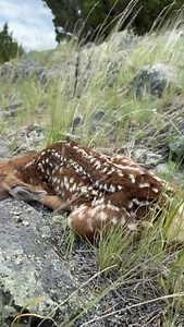 2.3K views · 1K reactions | Spotted on the trail today…new life in...